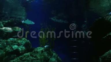 美丽的异国情调在黑暗的水族馆里看到鱼。 水下场景。 3840x2160